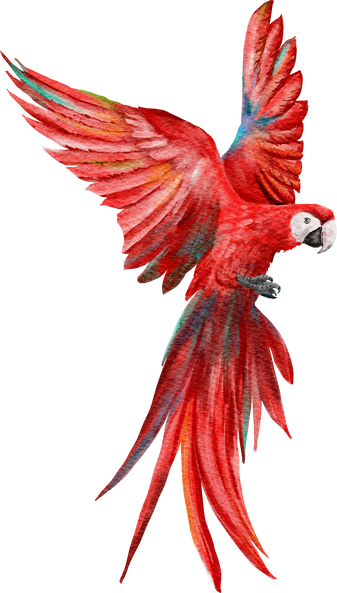 Watercolor Flying Scarlet Macaw