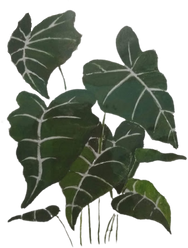 Watercolor Caladium Leaves
