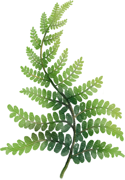 Watercolor Fern Branch Illustration