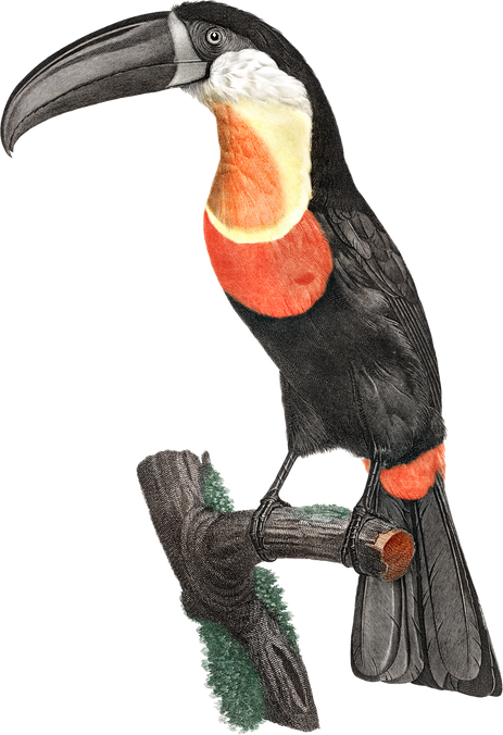 Illustration of a Toucan