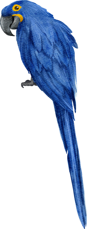 Watercolor Blue Macaw Illustration