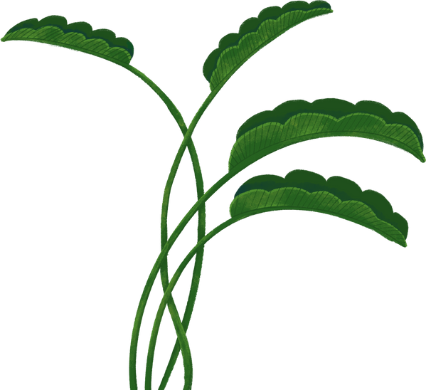 Banana Leaves