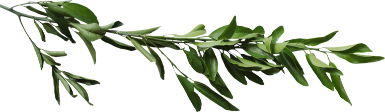 Lemon Leaves on Stem